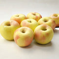 Gunma Meigetsu Apple Tree Bare Root – Japanese Honey Apple, Semi-Dwarf M7 Rootstock, Sweet Fruit, 32 Inches Tall