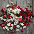 Nicotiana alata Seeds – 1000 Pack | Night-Scented Jasmine Tobacco Mix | Fragrant Evening Blooms Pollinator Flower Seeds