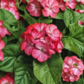Geranium Seeds | Maverick Scarlet Picotee Pelargonium | Two-Tone Blooms | Compact Garden Variety
