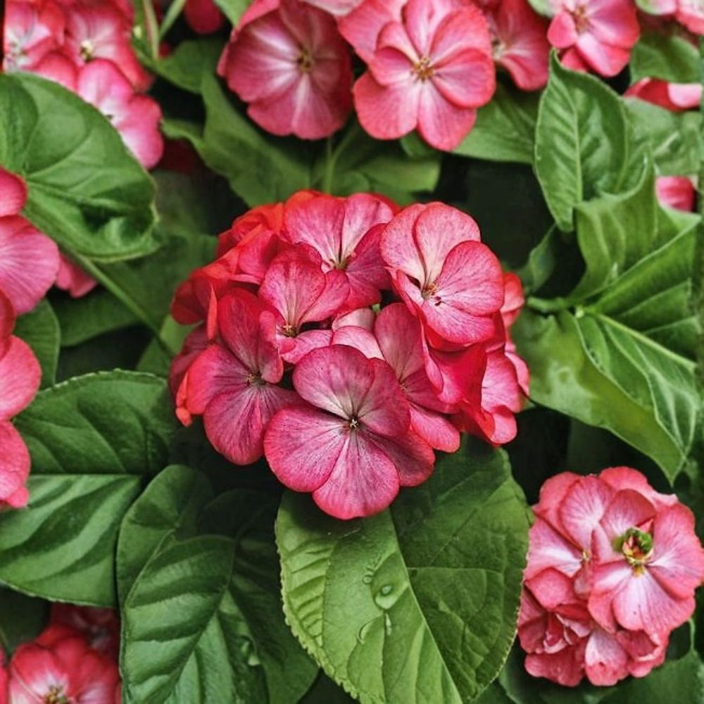 Geranium Seeds | Maverick Scarlet Picotee Pelargonium | Two-Tone Blooms | Compact Garden Variety