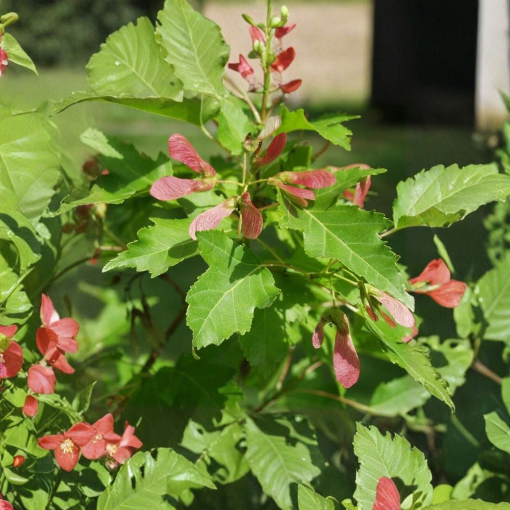 Amur Maple Seeds Acer ginnala 25 Alaska Grown Cold Hardy Ornamental Tree for Landscaping, Privacy, Bonsai