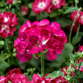 Bright Pink Geranium Seeds – Pelargonium Zonale Flower Seeds for Pollinator Gardens, Patio & Balcony Planting