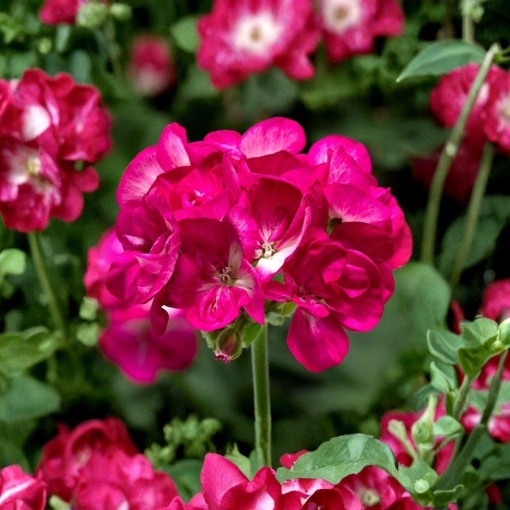 Bright Pink Geranium Seeds – Pelargonium Zonale Flower Seeds for Pollinator Gardens, Patio & Balcony Planting