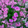 Purple Regal Geranium Cuttings – Unrooted 6 Inch Pelargonium x domesticum Live Plant with Orchid-Like Purple Flowers for Patio & Container
