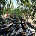 Ambrosia Apple Tree – Live Fruit Tree, 4–6 Feet Tall, Sweet Juicy Apples, Home Orchard, Backyard Garden, Edible Landscape