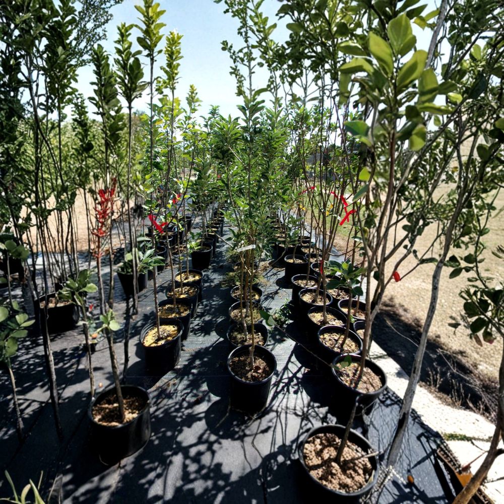 Ambrosia Apple Tree – Live Fruit Tree, 4–6 Feet Tall, Sweet Juicy Apples, Home Orchard, Backyard Garden, Edible Landscape