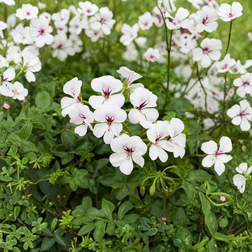 Reach Out White Ivy Geranium Seeds – 100 Pelargonium for Baskets & Pots, White Trailing Flowering Annual