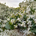 Star Jasmine Cuttings – Unrooted Propagation Starter with Fragrant White Flowers – Trachelospermum jasminoides