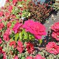 Deep Pink Hybrid Tea Rose Plant – Rosa 'Voluptuous' 1 Gallon Bush, Large Fragrant Blooms, Garden Rose, Landscape Favorite