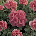 Geranium Seeds – Maverick Salmon Zonal Pelargonium Flower Seeds for Pots & Garden Beds, Large Blooming Annual Plant