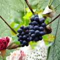 Nagano Purple Grape Vine Live Plant | Seedless Japanese Premium Vitis vinifera | Large Sweet Purple Berries for Backyard Vineyard