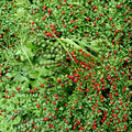 Cotoneaster Live Cuttings – 10 Pack, Hardy Ornamental Shrub Propagation Material, Alaska Grown, Wildlife-Friendly Hedge Plant