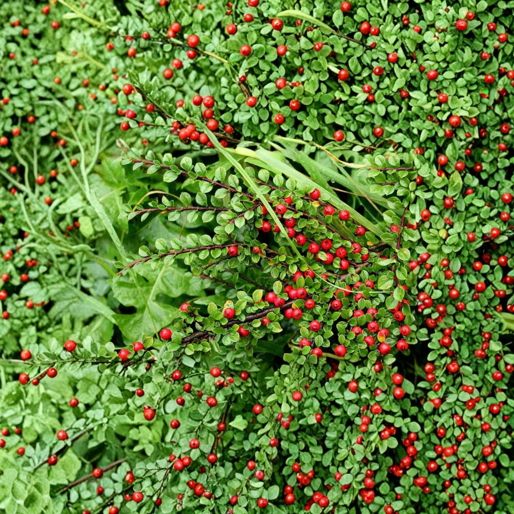 Cotoneaster Live Cuttings – 10 Pack, Hardy Ornamental Shrub Propagation Material, Alaska Grown, Wildlife-Friendly Hedge Plant
