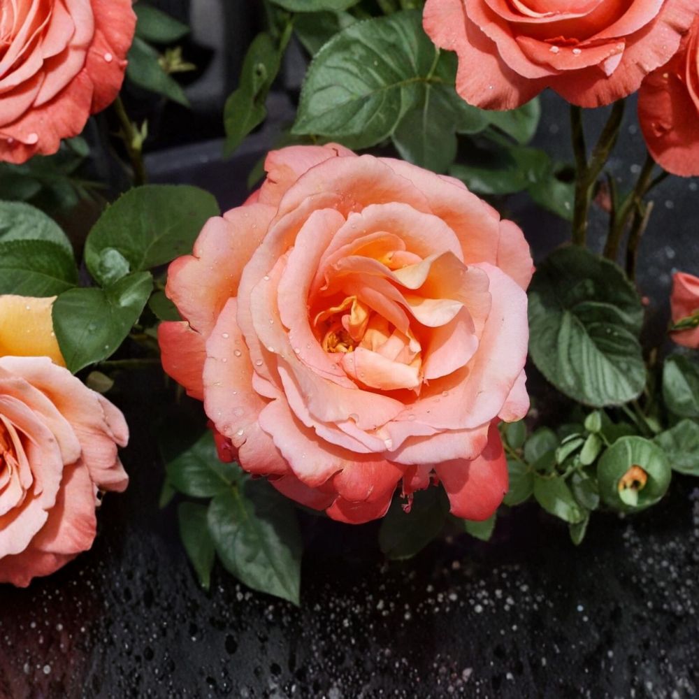 Voodoo Hybrid Tea Rose Plant – 3 Gallon Orange Yellow Fragrant Rose Bush Rosa 'Voodoo'