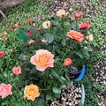 Grandiflora Rose Bush 5 Gallon Orange Flowering Rosa hybrid 'New Year' Garden Plant