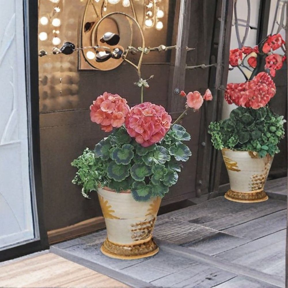 Geranium Seeds – 100 Pelargonium Maverick Coral Orange Zonal Flowering Annual for Garden, Pots, Baskets