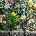 Chilean Jessamine Live Plant 3.25-Inch Pot Yellow Fragrant Flowering Shrub Cestrum parqui