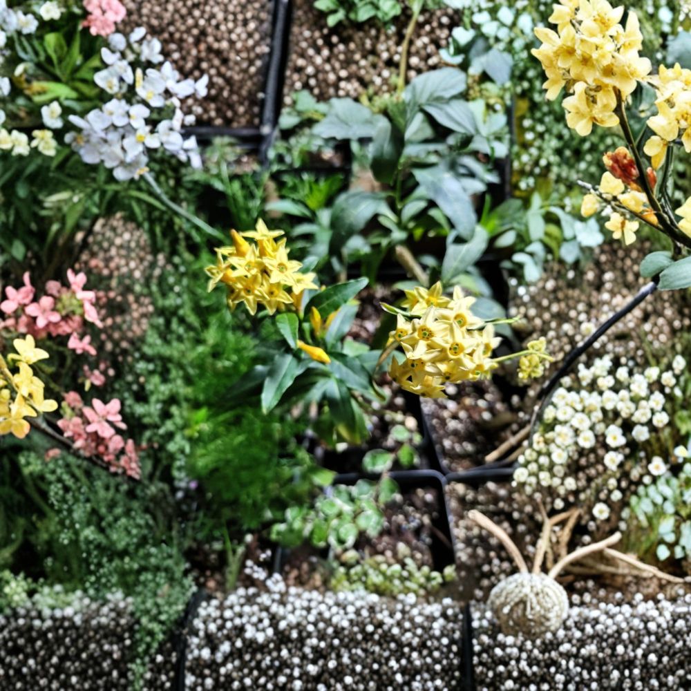 Chilean Jessamine Live Plant 3.25-Inch Pot Yellow Fragrant Flowering Shrub Cestrum parqui