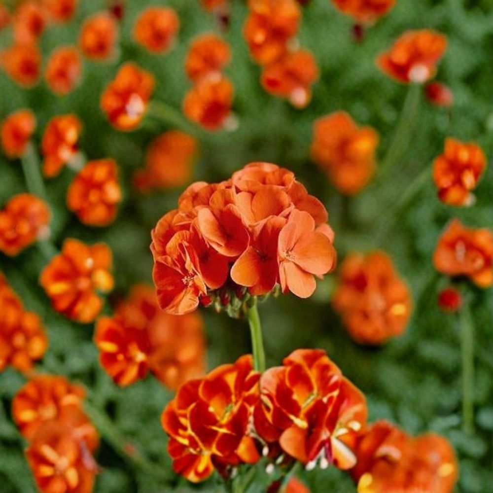 Geranium Seeds – Pinto Premium Orange Pelargonium, Vivid Orange Blooms, Easy to Grow, 1,000 Seeds
