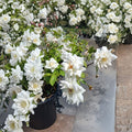 Iceberg Floribunda Rose Live Plant – 2 Gallon White Blooming Shrub Rosa Hybrid, Disease-Resistant, Repeat Flowering