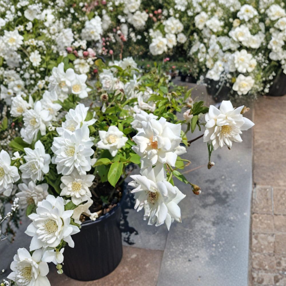 Iceberg Floribunda Rose Live Plant – 2 Gallon White Blooming Shrub Rosa Hybrid, Disease-Resistant, Repeat Flowering