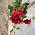 Organic Red Geranium Cuttings – 6 Pelargonium Starters for Containers & Gardens, P. hortorum