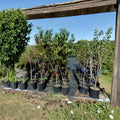 Ruby Prince Peach Tree – 4–6 Feet Tall Live Fruit Tree with Freestone Peaches, Prunus persica, Easy to Grow