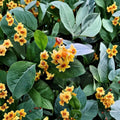 Orange Zest Jasmine Plant – Cestrum aurantiacum Live Starter, Orange Flowering Shrub, Tropical Patio Plant, 6–12 Inches Tall