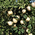 Ghost Apple Tree Bare Root – Rare White Apple Variety Grafted on M111 Rootstock, 32-36 Inches