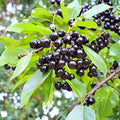 Wild Black Cherry Trees – Set of 2 Bare Root 2 Ft Prunus serotina Native Fruit Tree Wildlife Friendly