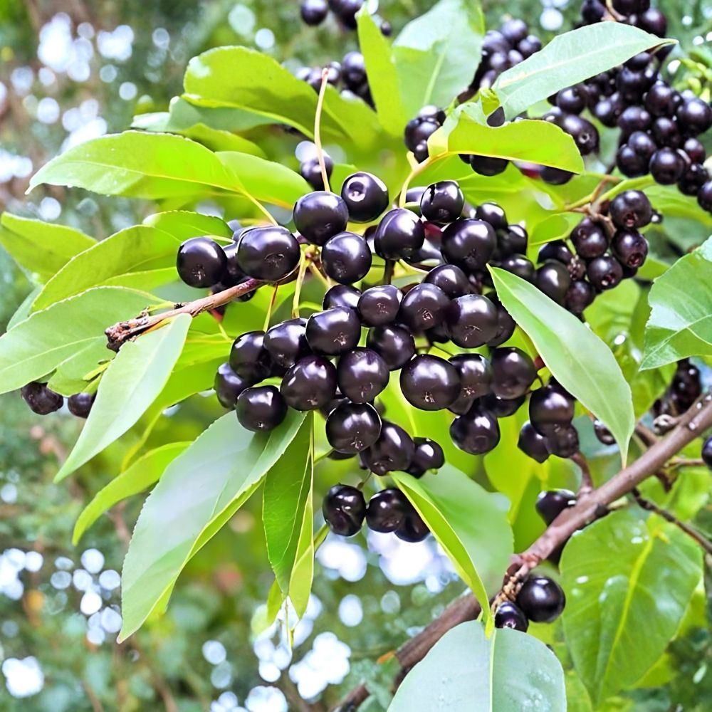 Wild Black Cherry Trees – Set of 2 Bare Root 2 Ft Prunus serotina Native Fruit Tree Wildlife Friendly