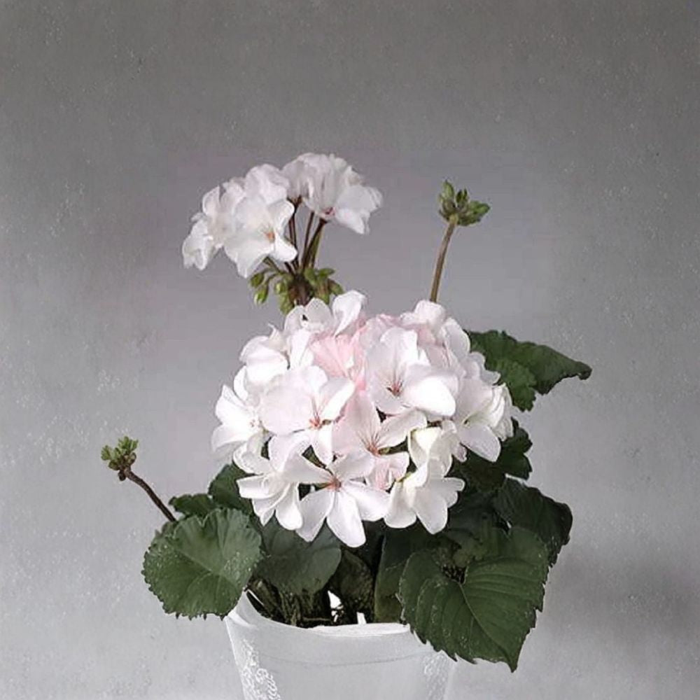 Multi Bloom White Geranium Seeds, Pelargonium hortorum, 15 Pack, White Cluster Blooms, Container & Garden Planting