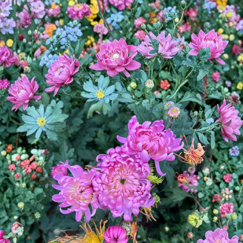 Pale Pink Chrysanthemum Plant – Live Perennial Garden Mum with Large Flowers, Chrysanthemum morifolium, Hardy Fall Blooms