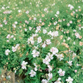 Harz Geranium Seeds – 25+ Premium Pelargonium spp. Flower Seeds for Gardens, Containers & Patios