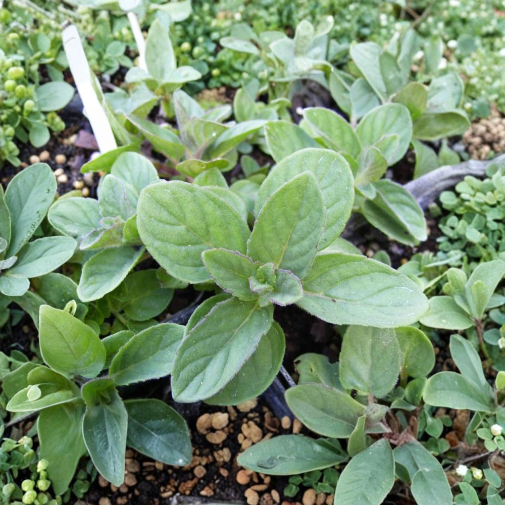 Hillary's Sweet Lemon Mint Cuttings – Mentha suaveolens x piperita f. citrata Organic Unrooted Herb Propagation