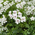 Reach Out White Ivy Geranium Seeds – 100 Pelargonium peltatum for Trailing White Flowers, Baskets & Pots