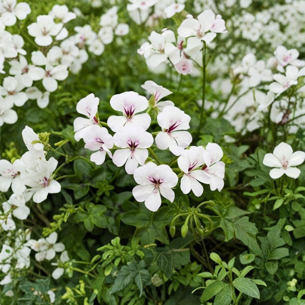 Reach Out White Ivy Geranium Seeds – 100 Pelargonium peltatum for Trailing White Flowers, Baskets & Pots