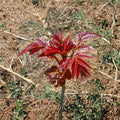 Toona sinensis Live Plant | Edible Fragrant Spring Tree in 1 Gallon Pot | Chinese Toon Tree for Garden & Culinary Use
