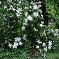 Crape Jasmine Seeds – Fragrant White Flowers, Evergreen Shrub, Tropical Plant, Tabernaemontana divaricata, Indoor Outdoor