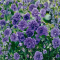 Double Purple Geranium Seeds – Pelargonium Flower Seeds for Garden & Patio, 10 Pack, Rich Double Blooms, Easy to Grow