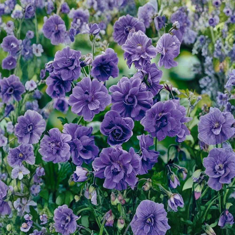 Double Purple Geranium Seeds – Pelargonium Flower Seeds for Garden & Patio, 10 Pack, Rich Double Blooms, Easy to Grow