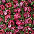 Geranium Pelargonium Pinto Premium Rose Bicolor Seeds – 1,000 Flowering Seeds for Garden & Containers