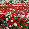 Geranium Flower Seed Mix – 100 Pelargonium Seeds for Containers, Baskets & Gardens, Colorful Annuals, Summer Blooms