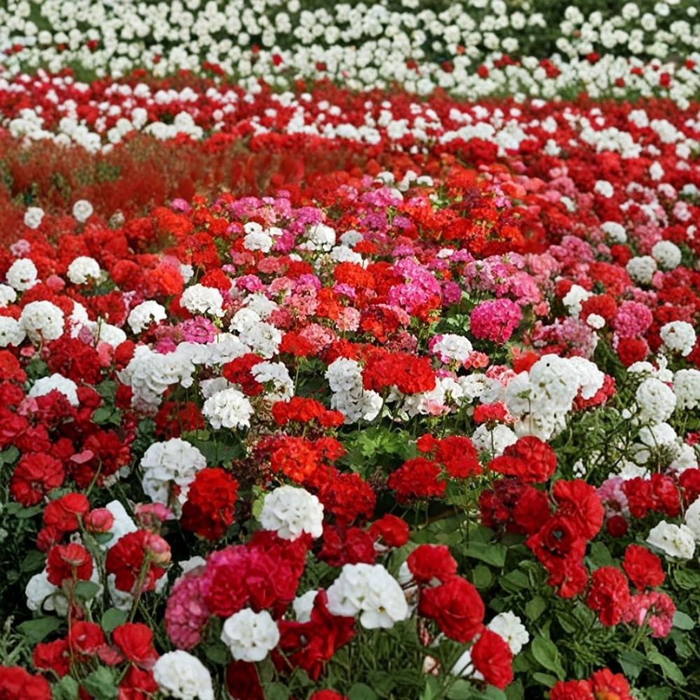 Geranium Flower Seed Mix – 100 Pelargonium Seeds for Containers, Baskets & Gardens, Colorful Annuals, Summer Blooms