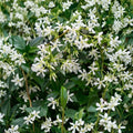 Star Jasmine Plant – 10 Inch Live Climbing Vine with Fragrant White Flowers – Trachelospermum jasminoides Indoor Outdoor