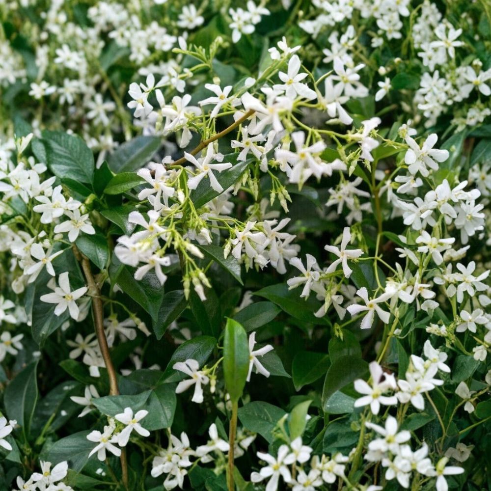 Star Jasmine Plant – 10 Inch Live Climbing Vine with Fragrant White Flowers – Trachelospermum jasminoides Indoor Outdoor