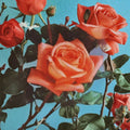 Shreveport Hybrid Tea Rose Plant – 2 Gallon Orange Blooms, Landscape Garden Rose, Rosa 'Shreveport'