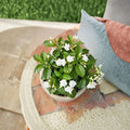 Crape Jasmine Live Plant in 4-Inch Pot, Fragrant White Pinwheel Flowers, Indoor Outdoor Shrub, Tabernaemontana divaricata