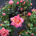 Broadway Hybrid Tea Rose Plant – 3 Gallon Rose Bush with Golden Yellow & Pink Blooms | Rosa 'Broadway'