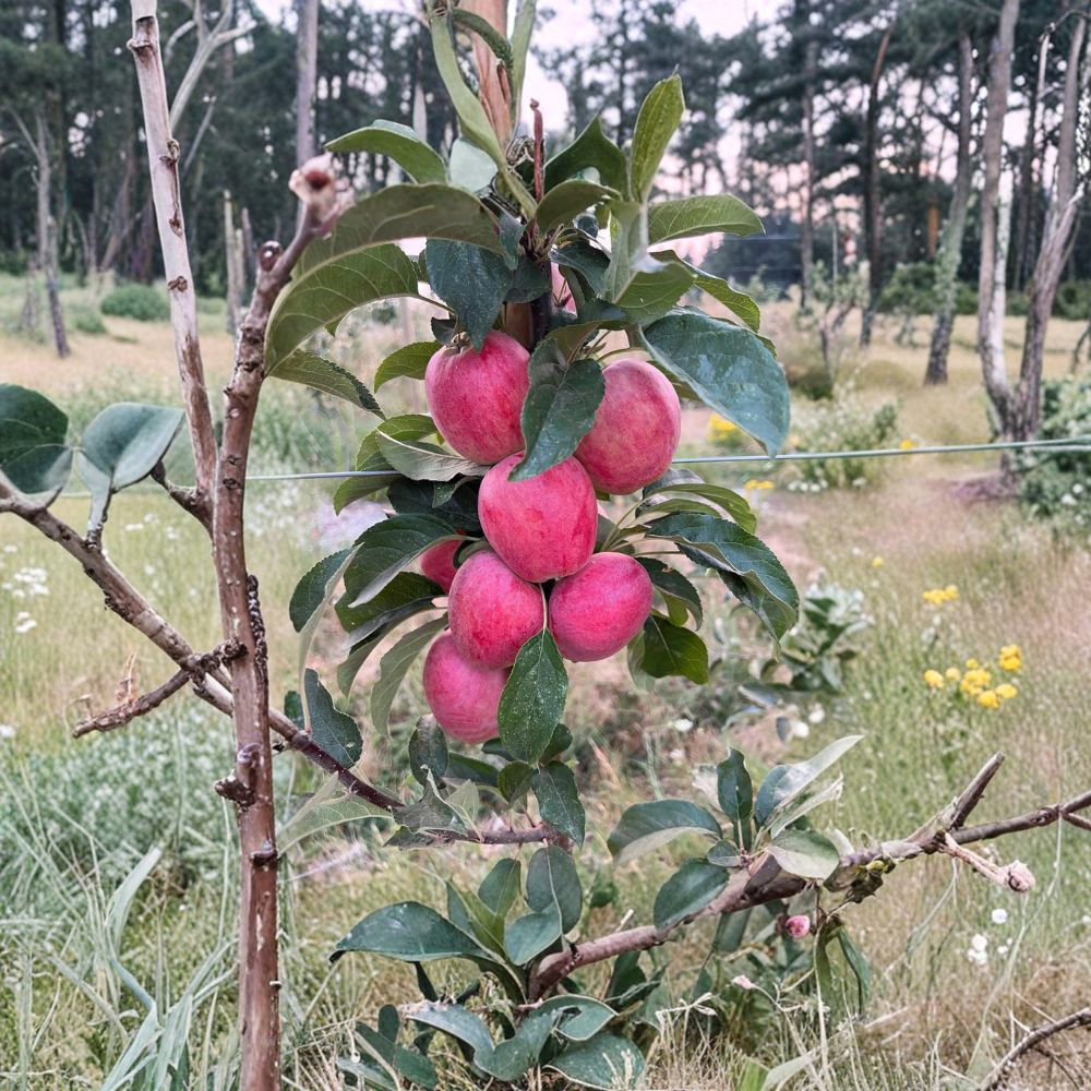 Santiam Red Gala Apple Tree Bare Root | Early Ripening, Disease-Resistant Malus domestica, Semi-Dwarf M7 Rootstock